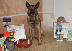 MWD Sonja sitting with a few of the items we sent to Iraq to help with her deployment